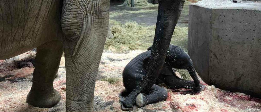 Ελέφαντας γέννησε μπροστά στα έκπληκτα μάτια επισκεπτών ζωολογικού κήπου