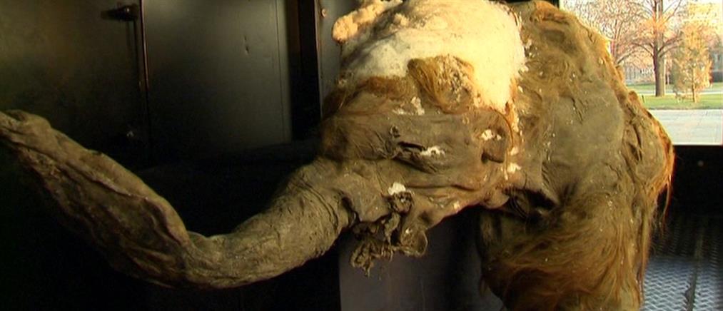 Μαμούθ 39.000 ετών εκτίθεται σε μουσείο της Μόσχας