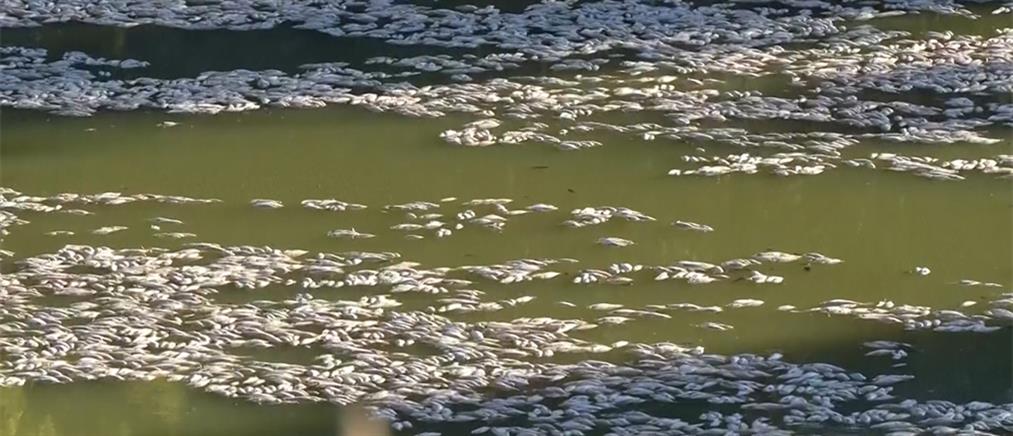 Αυστραλία: Εκατομμύρια νεκρά ψάρια σε ποταμό (εικόνες)