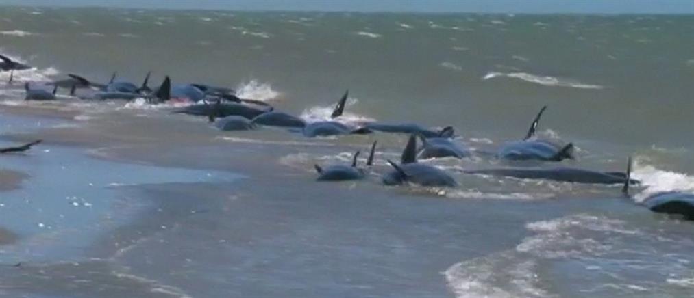 Νεκροψία στις νεκρές φάλαινες που βρέθηκαν στην Φλόριντα