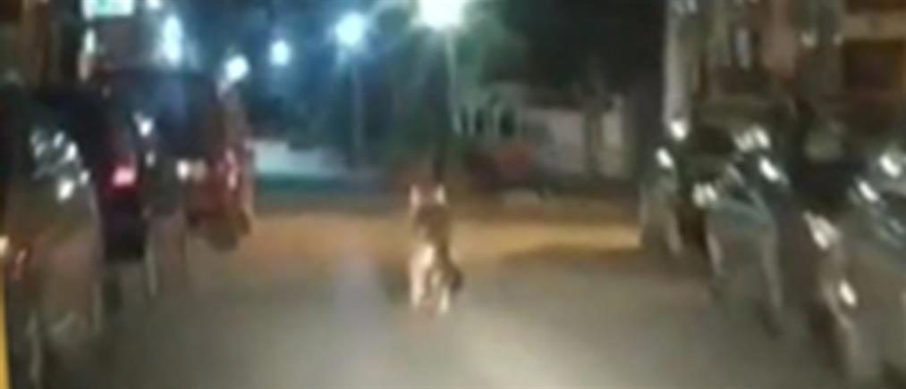 Ημαθία: λύκος “περίμενε” ντελιβερά σε κεντρικό δρόμο (βίντεο)