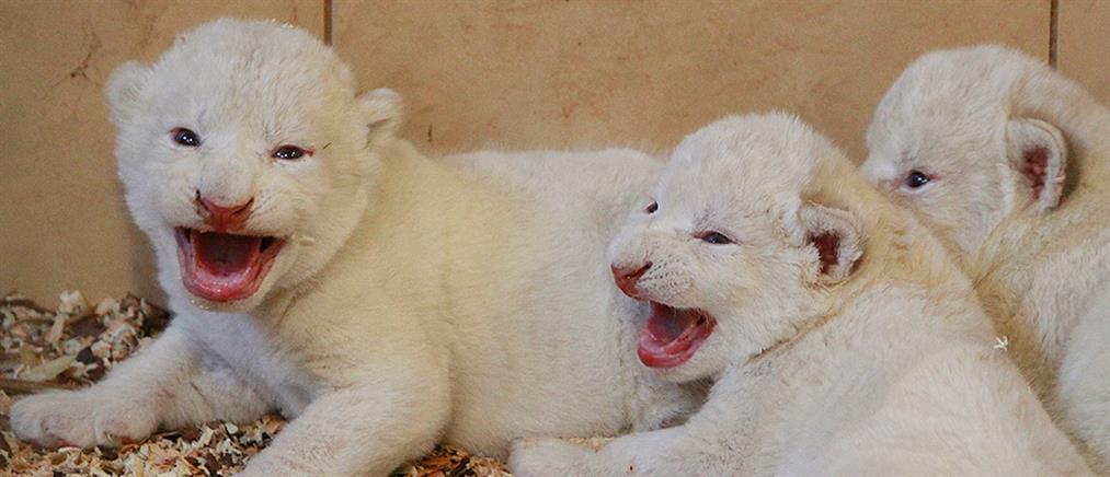 Σπάνια λευκά λιονταράκια γεννηθήκαν στην Πολωνία (φωτο)