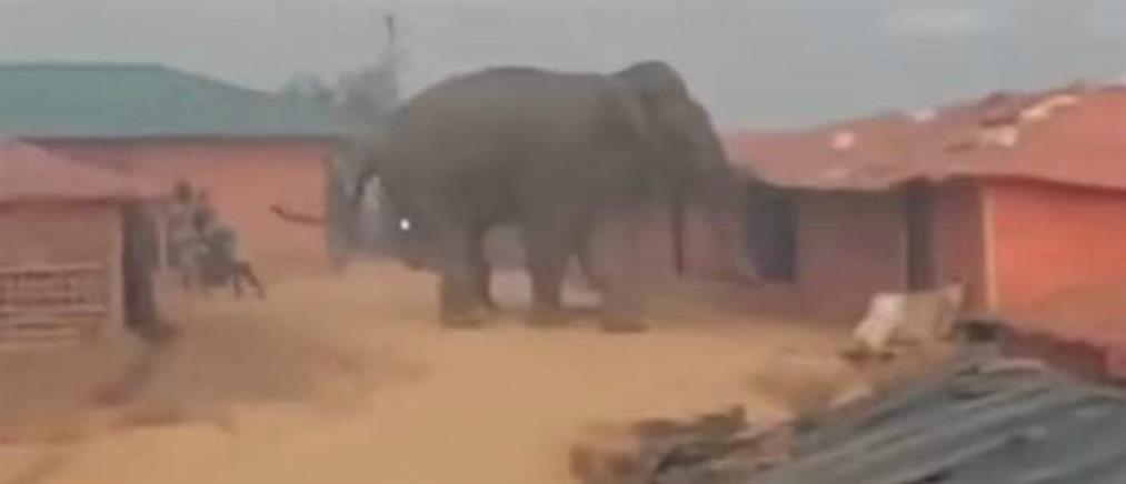 Βίντεο σοκ: Ελέφαντας ποδοπάτησε μέχρι θανάτου πρόσφυγες – Ανάμεσά τους και ένα παιδί