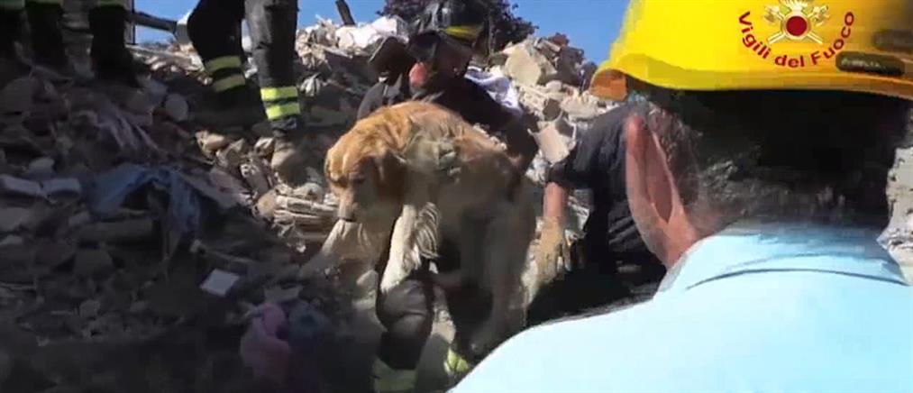 Ιταλία: Ένα σκυλί ανασύρθηκε ζωντανό από τα χαλάσματα (βίντεο)