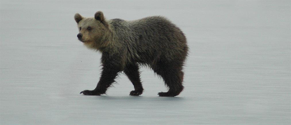 Αρκουδάκι έκανε… “πατινάζ” στην παγωμένη λίμνη της Καστοριάς (βίντεο)