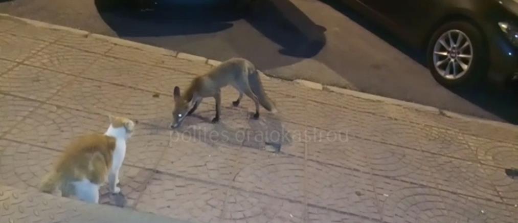 Θεσσαλονίκη: Αλεπού “κόβει βόλτες” έξω από μπαρ στο Ωραιόκαστρο (βίντεο)
