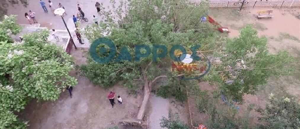 Τραυματίστηκε ανήλικη από πτώση δέντρου σε παιδική χαρά στην Καλαμάτα
