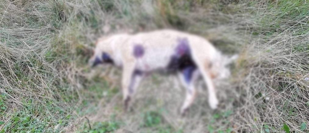 Καβάλα: Άγνωστοι έριξαν φόλες και σκότωσαν 12 σκυλιά (εικόνες)