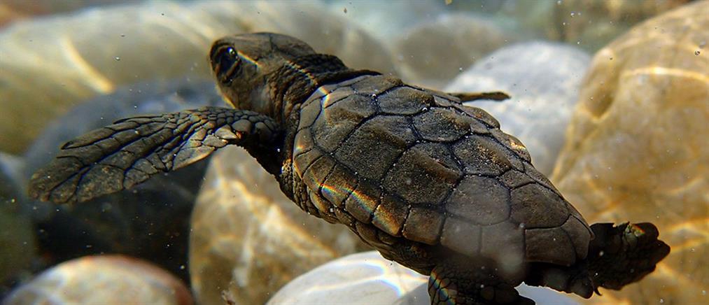 Η Κρήτη καλωσορίζει τα πρώτα χελωνάκια Καρέτα Καρέτα