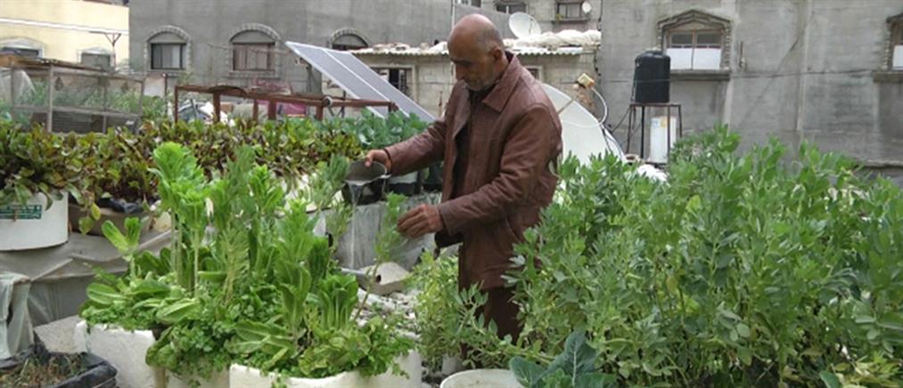 Γάζα: Οι κήποι στις ταράτσες κερδίζουν έδαφος (βίντεο)