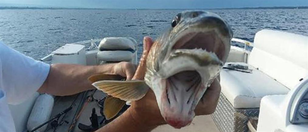 Ψάρι με δύο στόματα πιάστηκε σε λίμνη των ΗΠΑ (εικόνες)