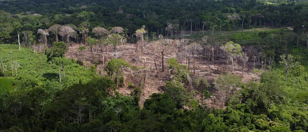 Αμαζόνιος: Η αποψίλωση του τροπικού δάσους μειώθηκε κατά 33,6%