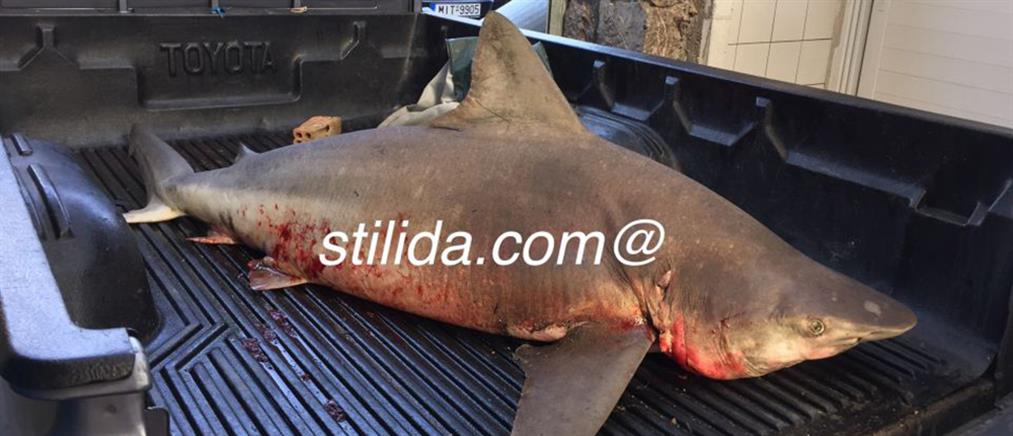 Στυλίδα: Ψάρεψε λευκό καρχαρία 100 κιλών (φωτο)