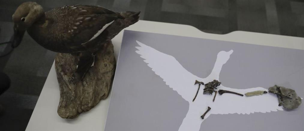 Ανακαλύφθηκε απολίθωμα του αρχαιότερου φωνητικού οργάνου πουλιού