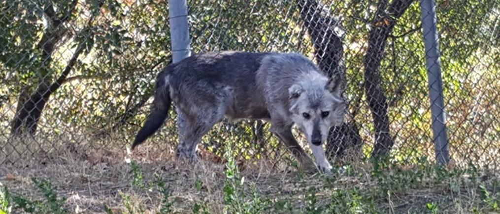 Ξάνθη: Λύκος κατασπάραξε κυνηγόσκυλο