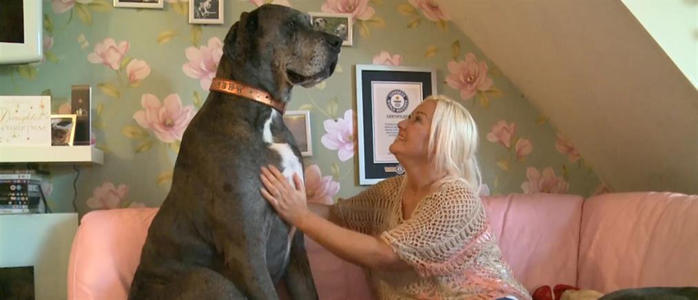 Ο μεγαλύτερος σε μέγεθος σκύλος του κόσμου! (βίντεο)
