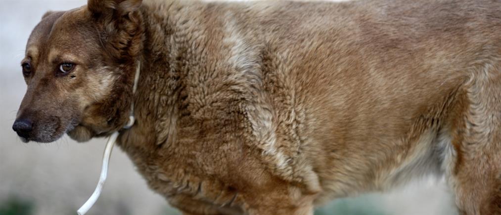 Πάτρα: χειροπέδες σε νεαρό που άφησε δεμένο σκύλο και πέθανε