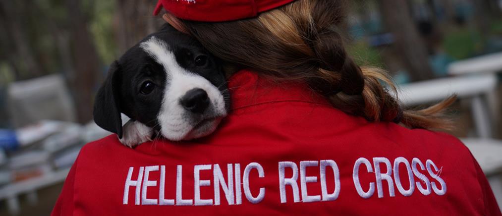 Παγκόσμια Ημέρα Ζώων - ΕΕΣ: Σεμινάριο πρώτων βοηθειών για σκύλους