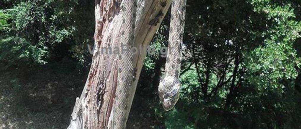 Φίδι 2,5 μέτρων κοντά σε σπίτια στην Ευρυτανία (φωτο)
