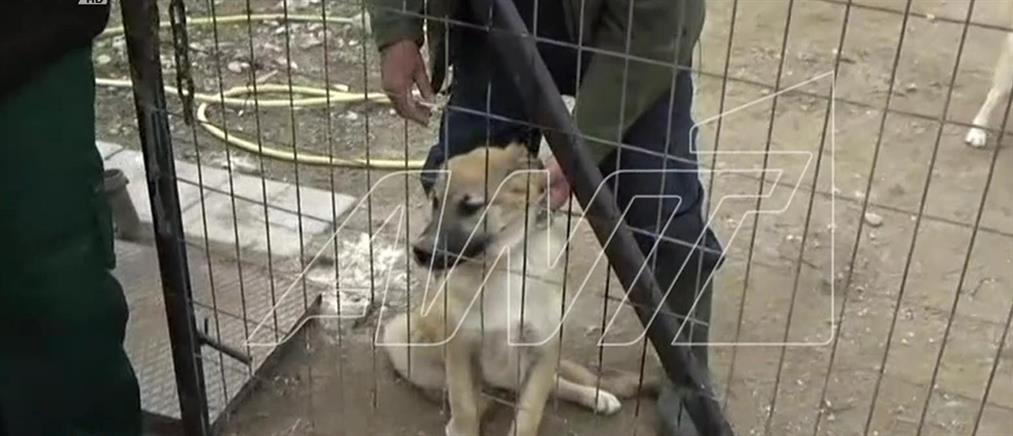 Κακοποίηση ζώου στην Θεσσαλονίκη: Ποινική δίωξη και πρόστιμο σε ηλικιωμένο