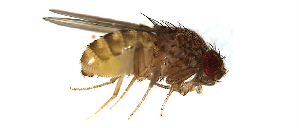 Βρετανία: Επιστήμονες δημιούργησαν μύγες που αναπαράγονται με παρθενογένεση!