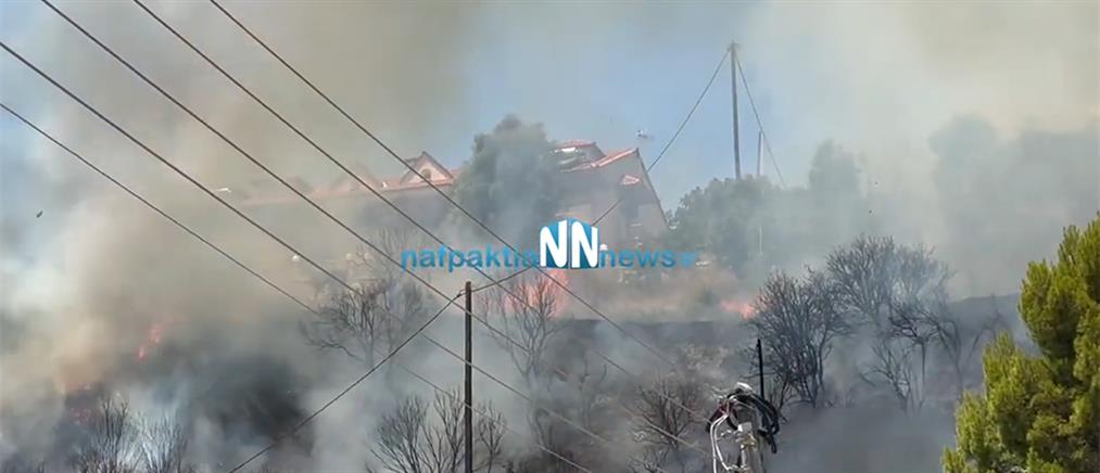 Φωτιά στη Ναύπακτο - Κινδυνεύουν σπίτια (βίντεο)