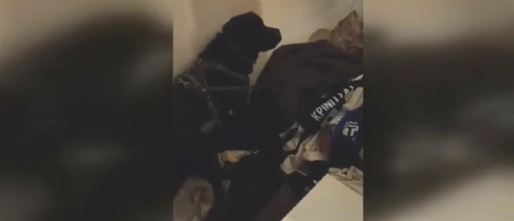 Ο αστυνομικός σκύλος “Άτλας” εντόπισε σημαντική ποσότητα κάνναβης (βίντεο)