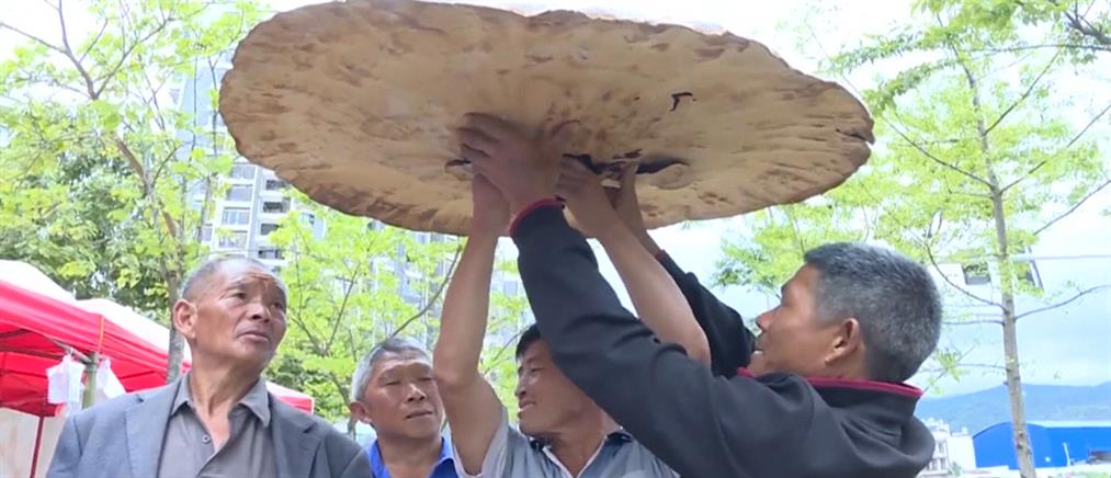 Μανιτάρι σε μέγεθος ….ομπρέλας στην Κίνα (εικόνες)