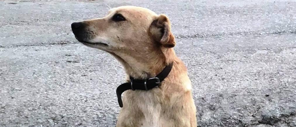 Μυτιλήνη: Επίθεση με γροθιές σε σκύλο 