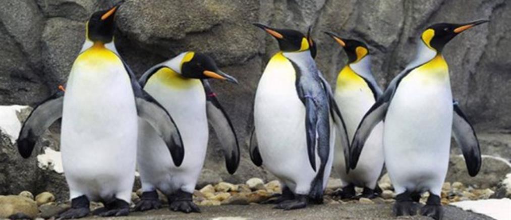Ούτε οι πιγκουίνοι δεν άντεξαν το πολικό ψύχος του Καναδά