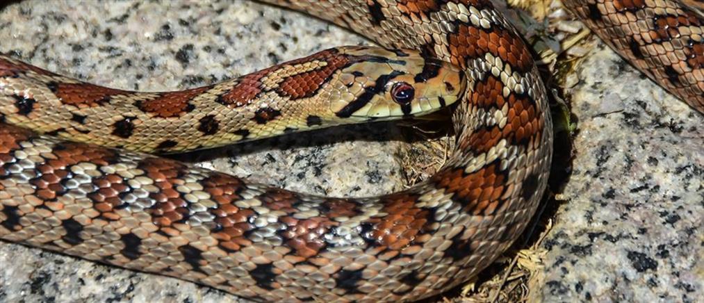 Πάτρα – οχιά: Σε σοβαρή κατάσταση 50χρονος που τον δάγκωσε φίδι
