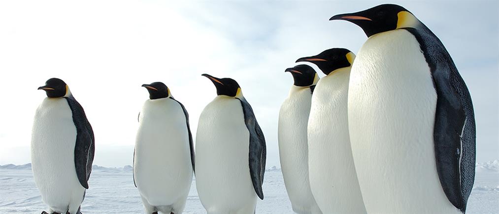 Με αντικαταθλιπτικά καταπολεμούν το στρες οι… πιγκουίνοι