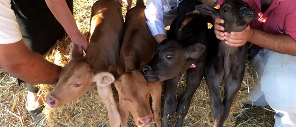 Σπάνιο παγκόσμιο φαινόμενο στην Άνδρο: αγελάδα γέννησε τετράδυμα