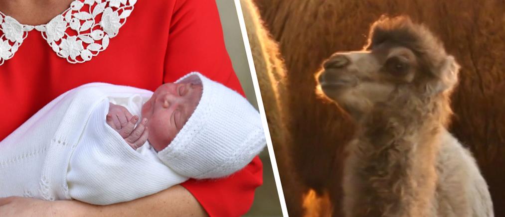Ο Πρίγκιπας Λούις ...“βάφτισε” νεογέννητη καμήλα! (βίντεο)