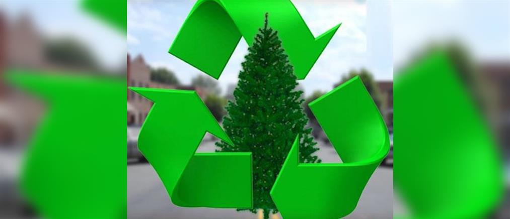 Δήμος Αλίμου: βιο - ανακύκλωση και στα φυσικά Χριστουγεννιάτικα δέντρα (εικόνες)