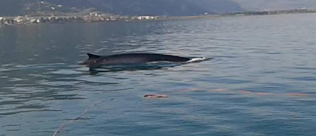 Φάλαινα «έκοβε» βόλτες στα Καμένα Βούρλα
