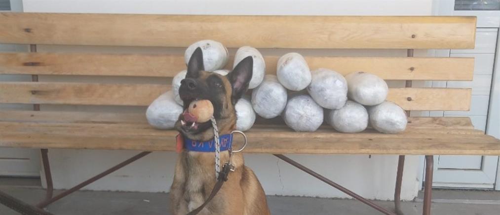 Αστυνομικός σκύλος “ξετρύπωσε” ναρκωτικά κρυμμένα σε ΙΧ (βίντεο)