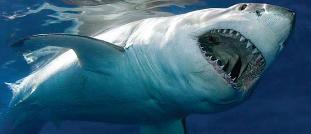 Επίθεση καρχαρία σε εφήβους στη Βόρεια Καρολίνα