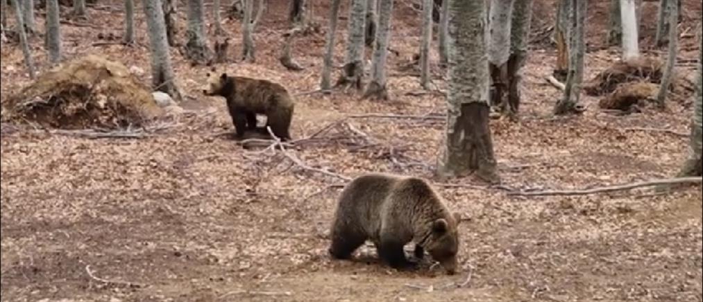 “Αρκτούρος”: Οι αρκούδες στο Νυμφαίο “ξύπνησαν” (βίντεο)
