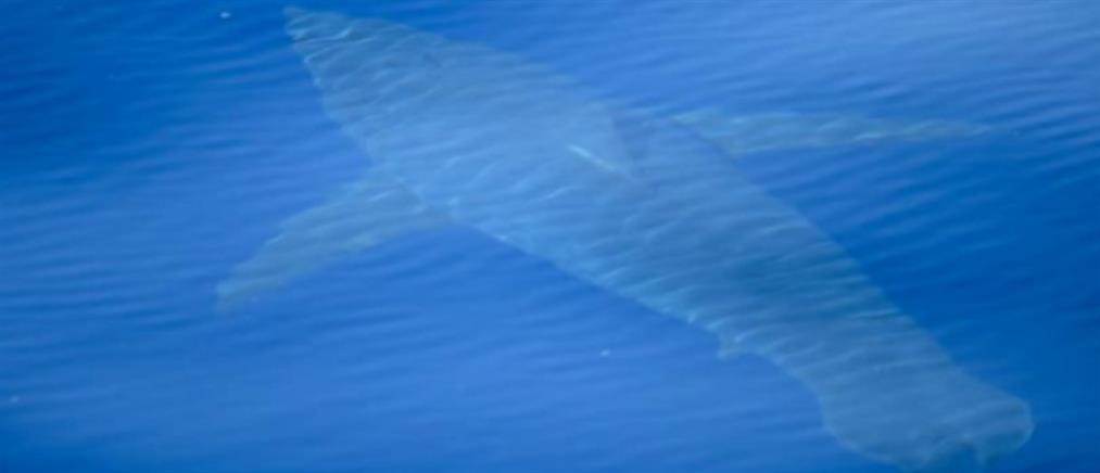 Λευκός καρχαρίας πέντε μέτρων εμφανίστηκε στην Μαγιόρκα (εικόνες)