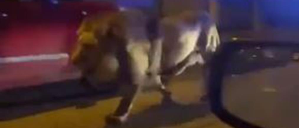 Ιταλία: Λιοντάρι “έκοβε βόλτες” για 5 ώρες στο Λαντίσπολι (βίντεο)