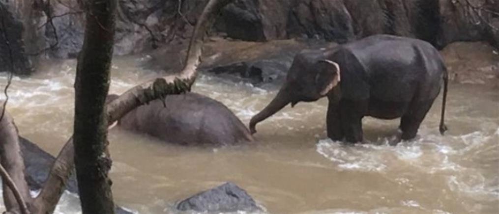 Ελέφαντες σκοτώθηκαν προσπαθώντας να σώσουν ο ένας τον άλλον (βίντεο)