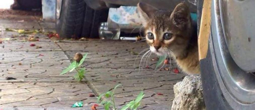 Εύβοια: γυναίκα βρήκε νεκρές γάτες στην αυλή της (εικόνες)