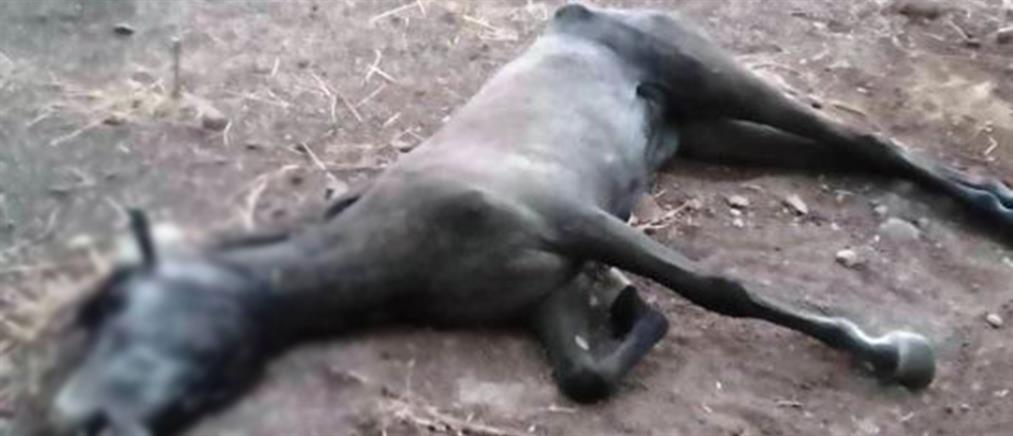 Χανιά: Νεκρό άλογο που έμεινε δεμένο και ατάιστο στον καύσωνα