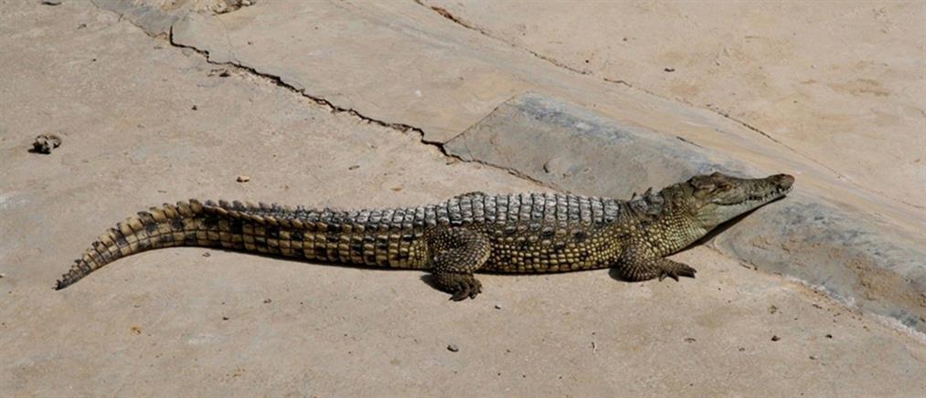 Ρόδος: Συναγερμός για εμφάνιση κροκόδειλου ή lizard monitor (εικόνες)