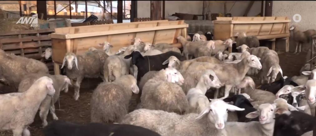 Κακοκαιρία - Πιερία: Πάνω από 300 ζώα πνίγηκαν μέσα σε στάβλο (βίντεο)