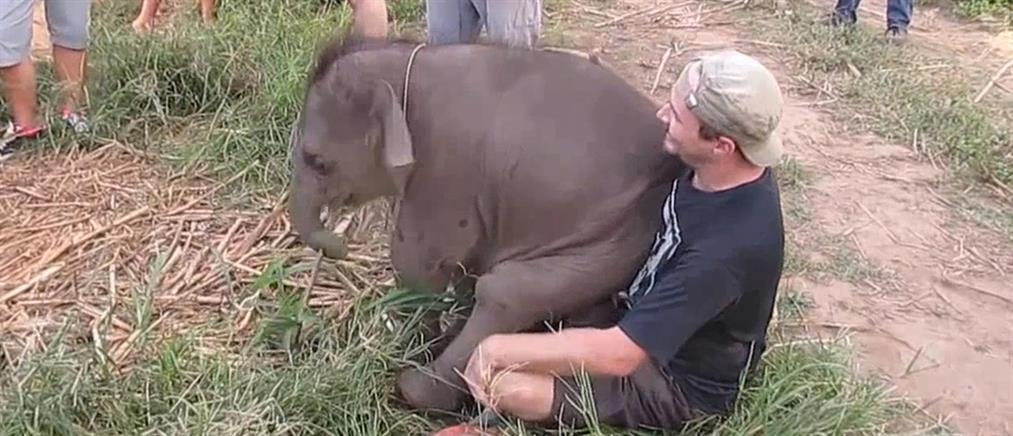 Η απίστευτη φιλία ενός τουρίστα με μωρό ελεφαντάκι (βίντεο)
