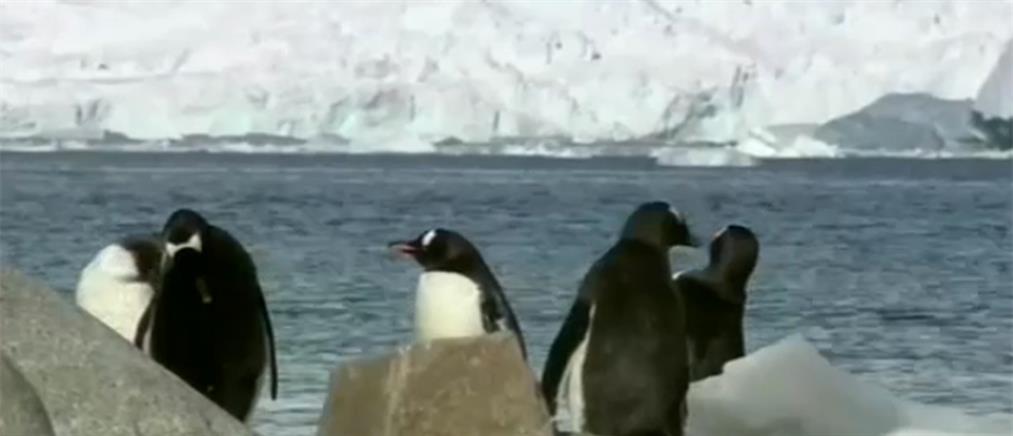 Το μεγαλύτερο καταφύγιο θαλάσσιων ζώων στην Ανταρκτική