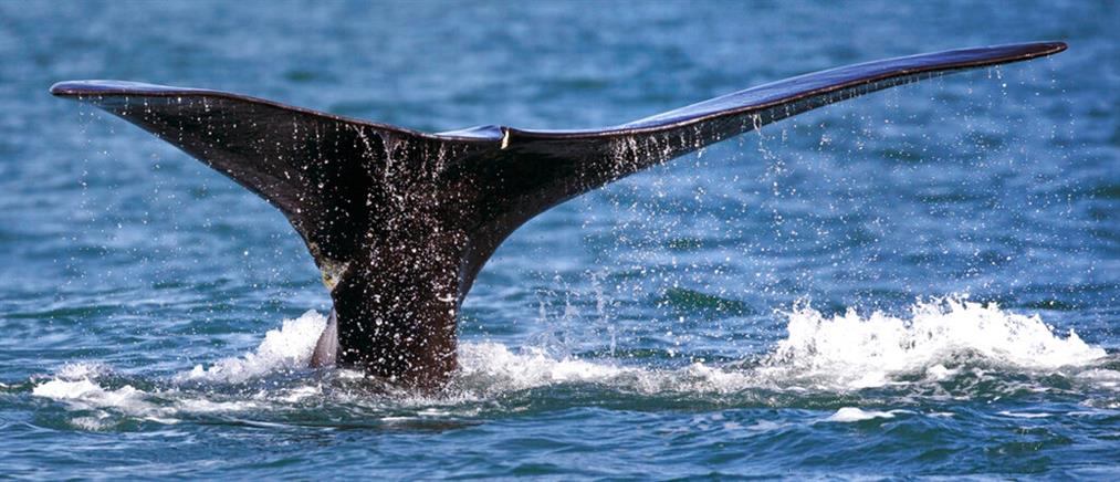 Εύβοια: Φάλαινα κολυμπά κοντά στις ακτές! (βίντεο)