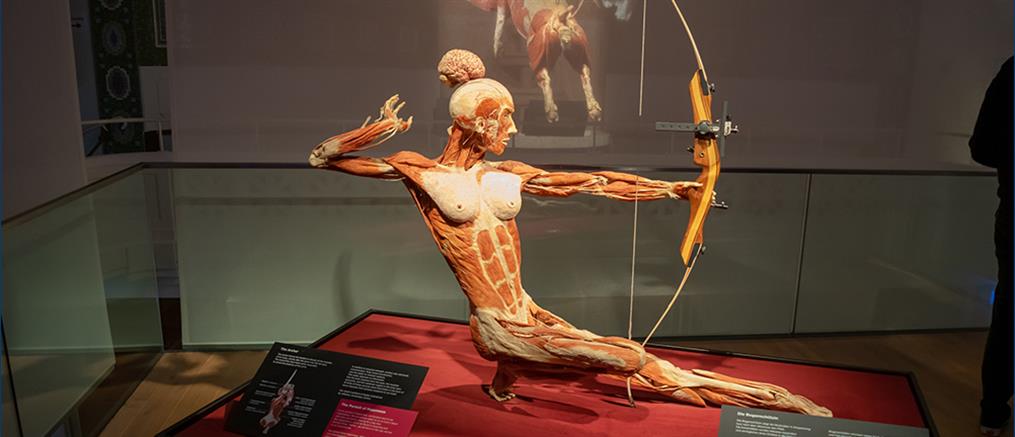 “Body Worlds”: έκθεση με ανθρώπινα σώματα στην Αθήνα (εικόνες)